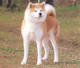 11位：秋田犬（画像は「ジャパンケネルクラブ」より引用）