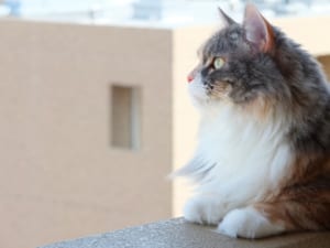 【猫】一番好きな猫の種類ランキングTOP15！　1位は「ノルウェージャン・フォレスト・キャット」！【2021年春版】