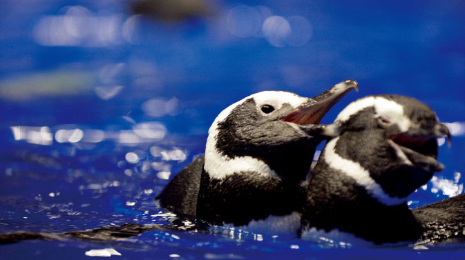 画像は「すみだ水族館」より引用