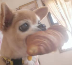チワ部