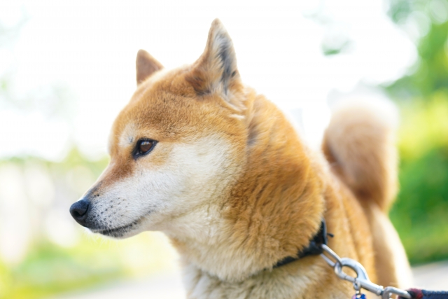 番犬にしたい犬種 ランキングtop16 第1位は 柴犬 に決定 22年最新調査結果 1 6 ねとらぼ調査隊