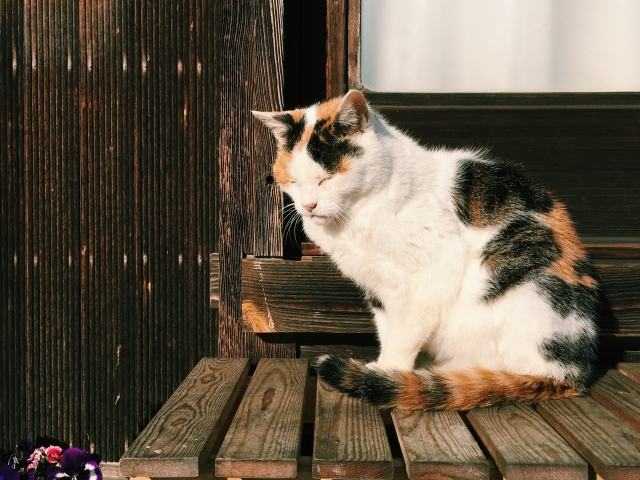 一番かわいいと思う猫種 ランキングtop13 第1位は 日本猫 22年最新調査結果 1 6 ねとらぼ調査隊