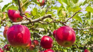 好きな「りんごの品種」ランキングTOP28！　第1位は「ふじ」【2023年最新投票結果】