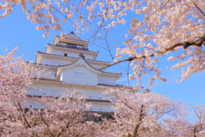 「桜の名所」だと思う都道府県ランキング！　第1位は「福島県」に決定！【2023年最新投票結果】