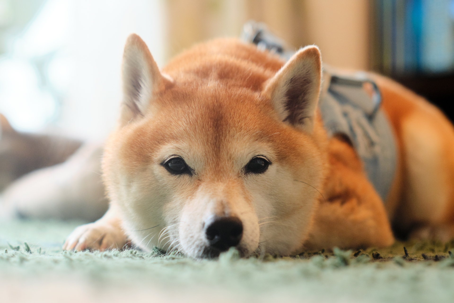 販売 人気の動物ペット