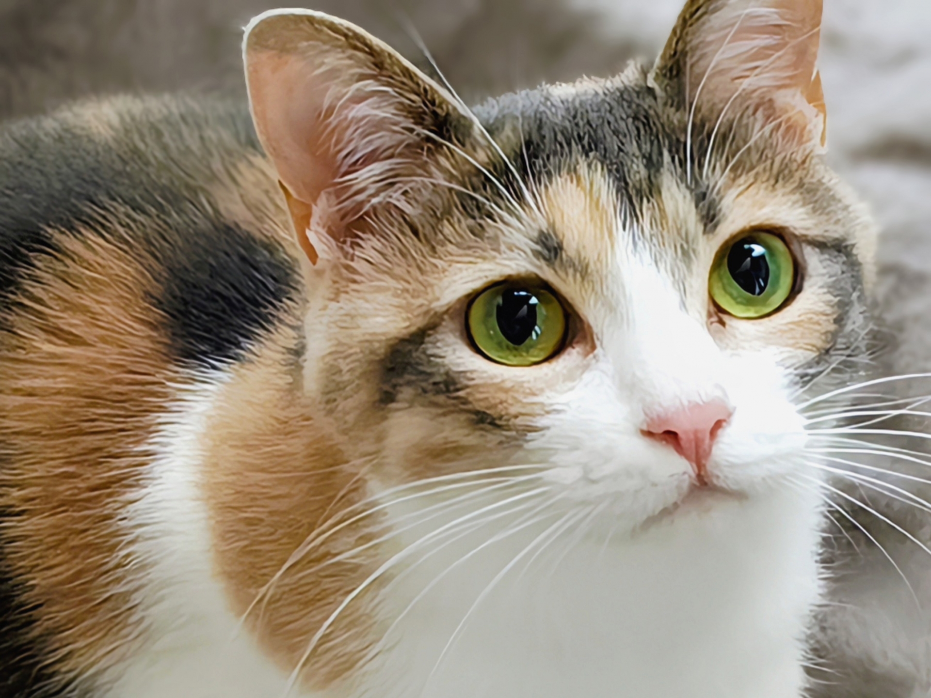 50代が選ぶ】「もふもふしたくなる猫種」ランキングTOP23！ 第1位は