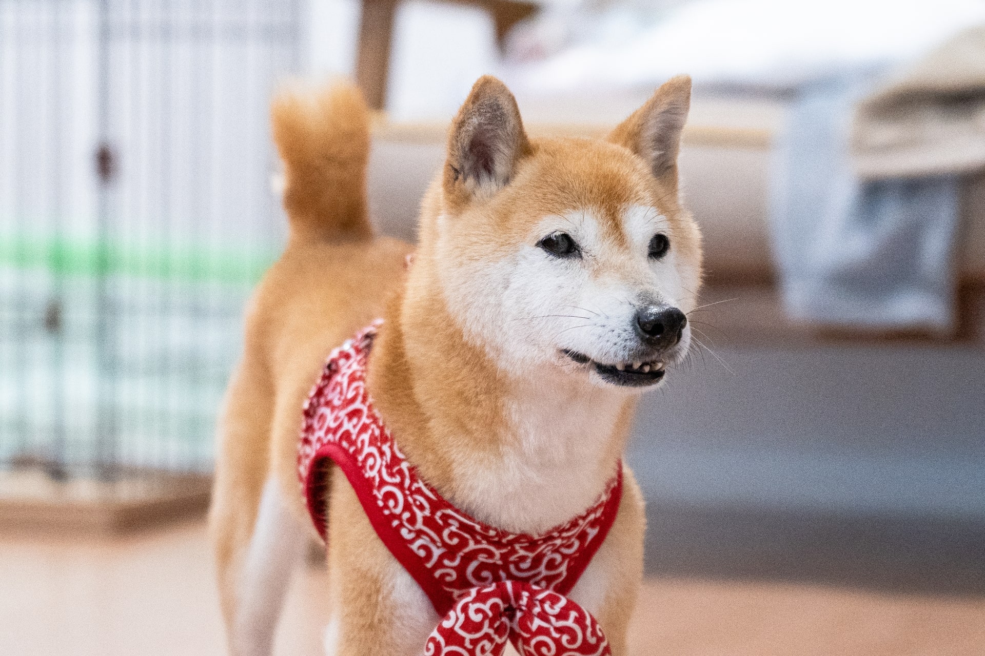 犬好き女性400人に聞いた】「好きな犬種」ランキングTOP10！ 第1位は