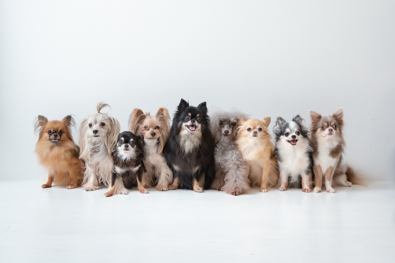 あなたの好きな「犬種」はどれ？　3つの犬種を紹介！ | 動物 ねとらぼ調査隊