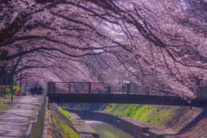 【60代以上が選ぶ】永住したい「東京都の街」ランキングTOP30！　第1位は「杉並区」【2023年最新投票結果】