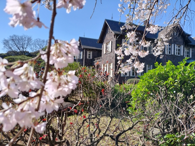 旧古河庭園　石造りの洋館としだれ桜