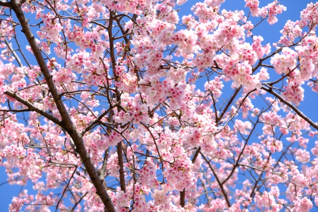 水元公園の桜咲く3