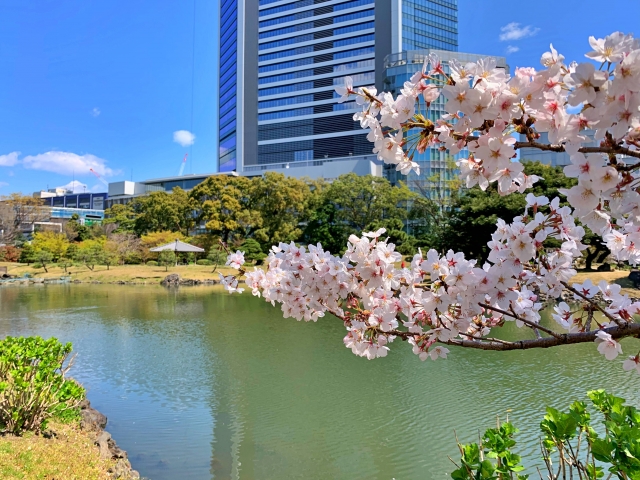 旧芝離宮恩賜庭園3　桜