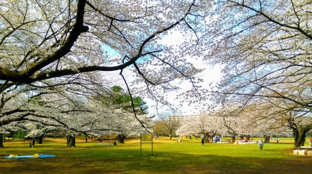 春の光が丘公園　さくら　