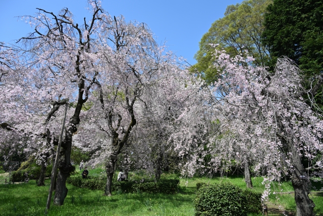 神代植物公園の大きくてきれいに咲いた桜