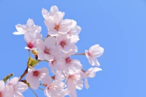 「桜の名所」だと思う都道府県ランキングTOP10！　第1位は「広島県」【2024年最新投票結果】