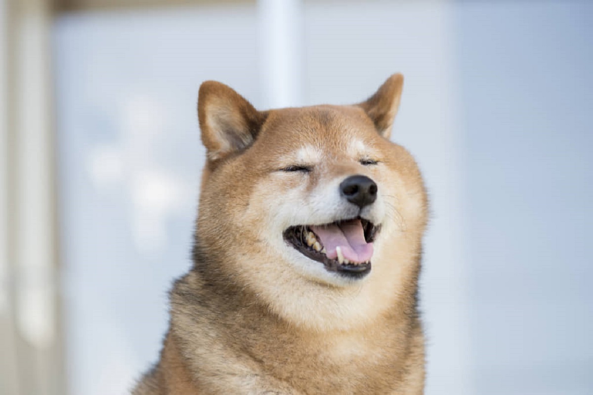 可愛い 犬 種
