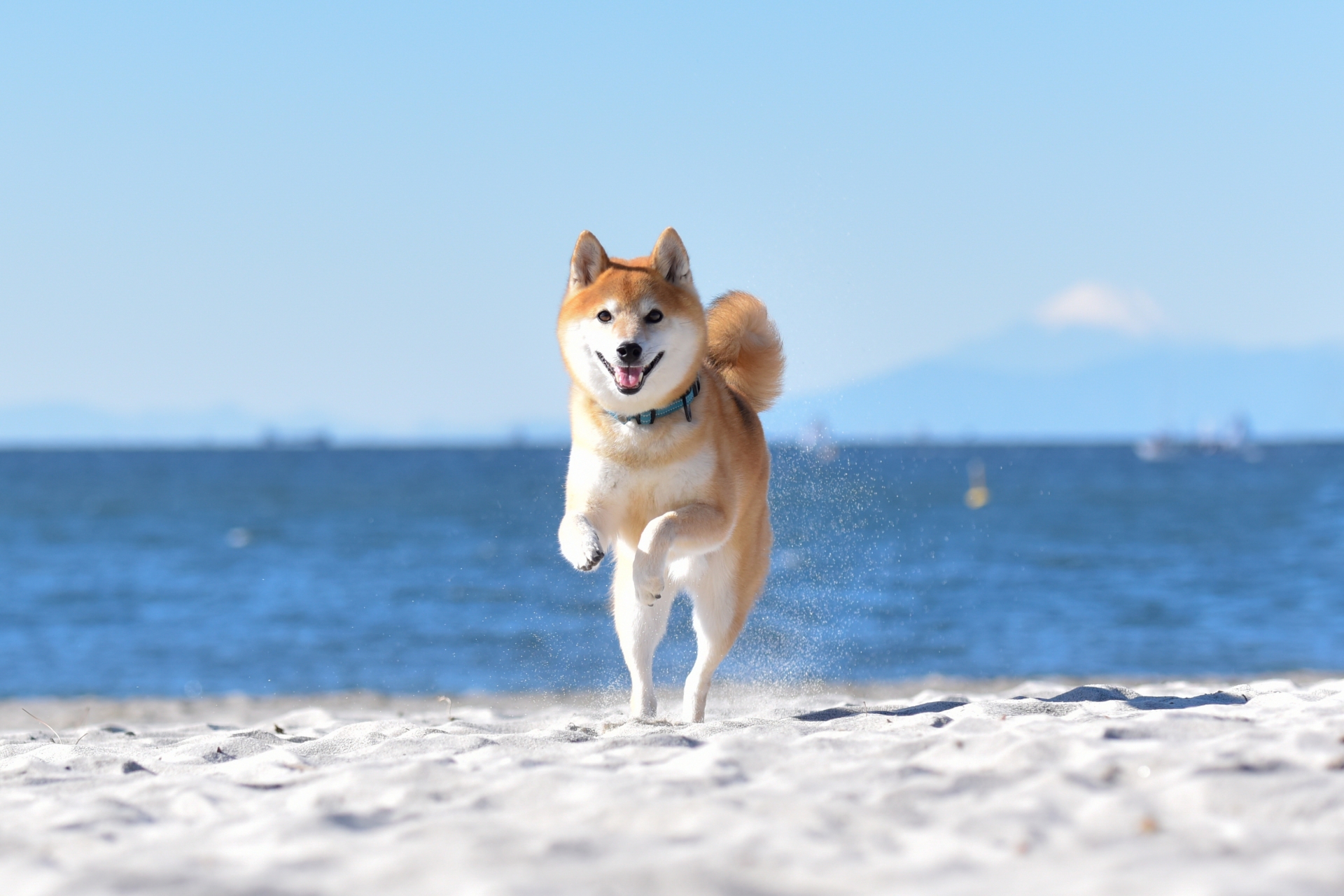 Paws-itively Reborn: The Top 25 Dog Breeds Young People Would Choose to Be in Their Next Life - News Directory 3