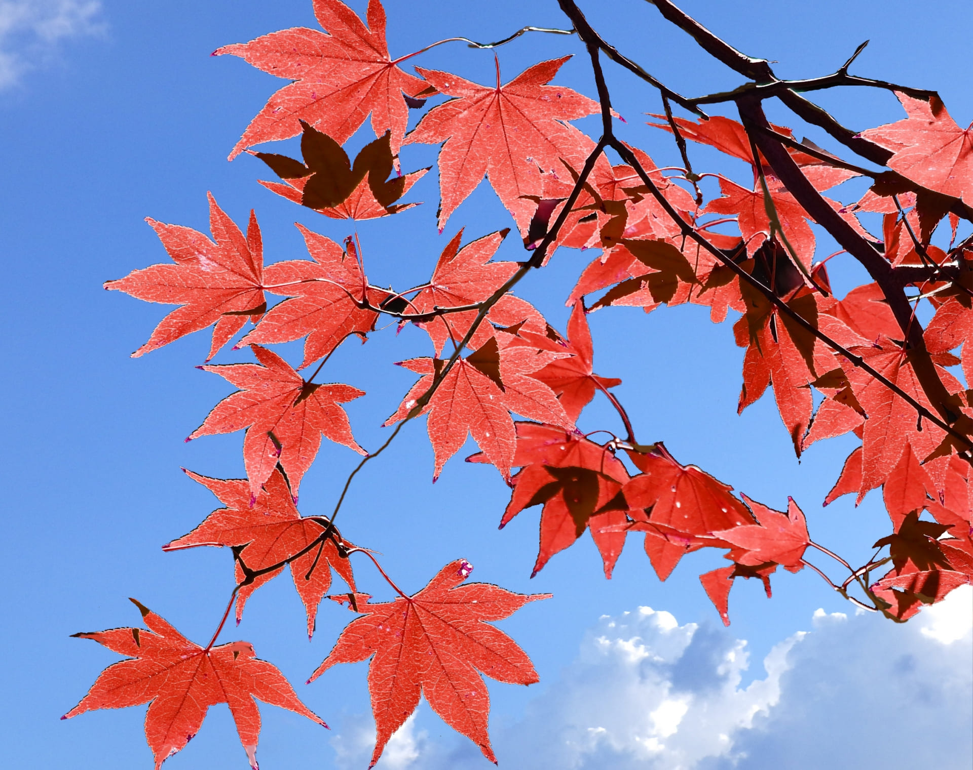 紅葉を見に行きたいと思う「都道府県」は？　3府県を紹介！ | ライフ ねとらぼリサーチ