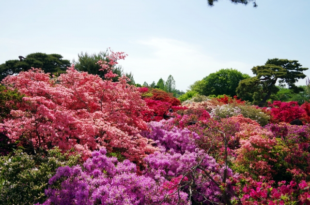 つつじが岡公園 館林市