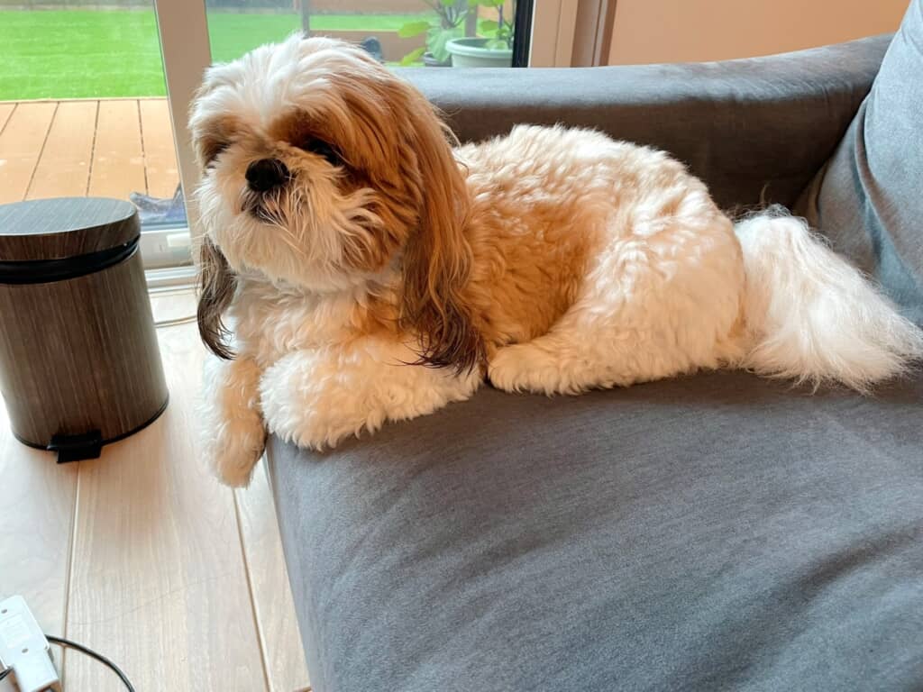 ソファに座るワンコ