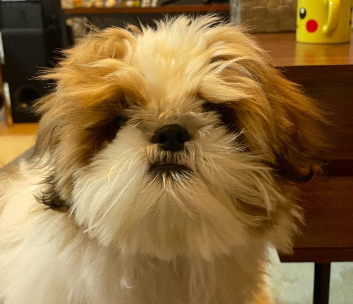 子犬が初めてトリミングに行くと……「違う犬渡されたのかと思ったww」　飼い主も驚がくの大変貌に「顔が違い過ぎ」と反響（1/2） | 犬 ねとらぼ