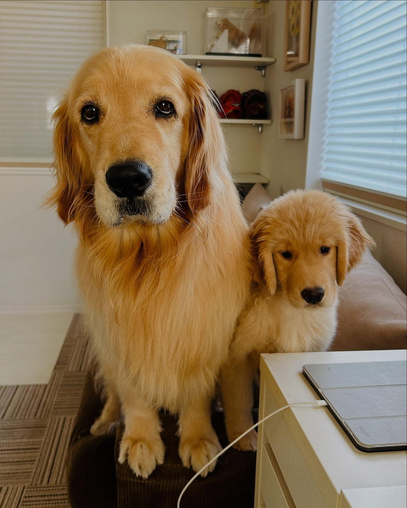 こんなに違う大きさだったのに