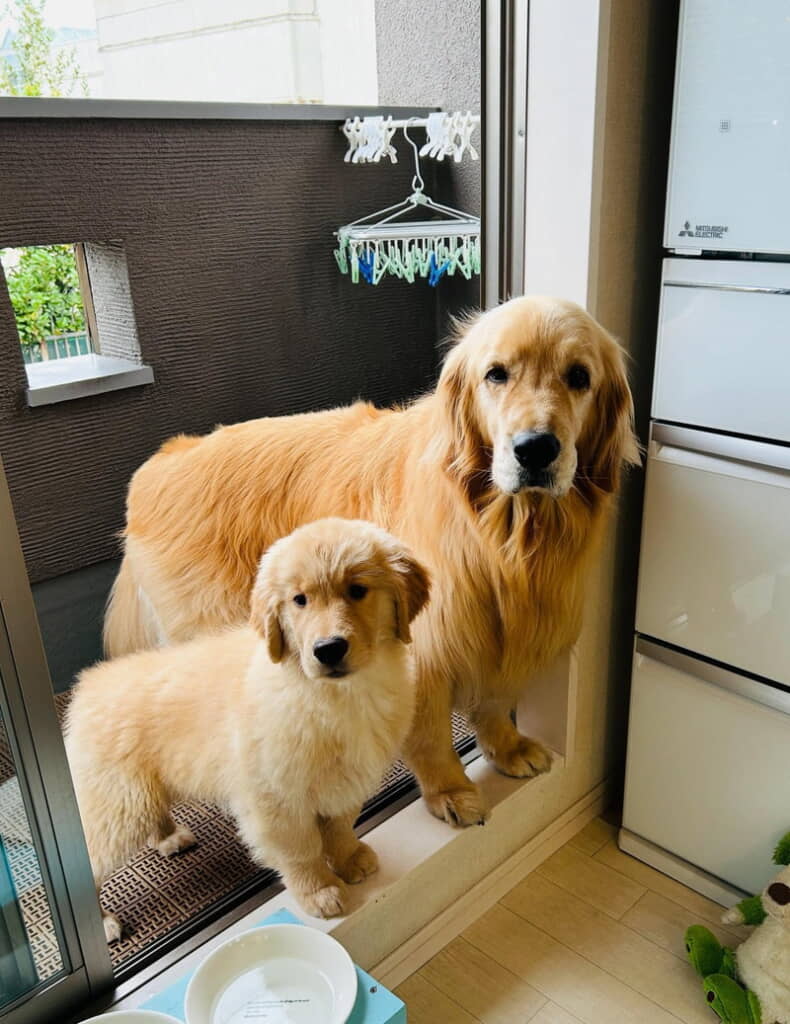 イクラちゃんはまだまだパピー