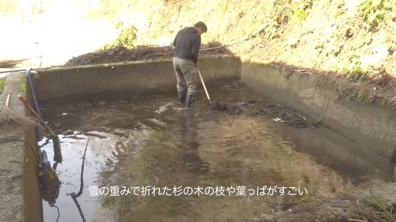 池の底に堆積していた枝や葉