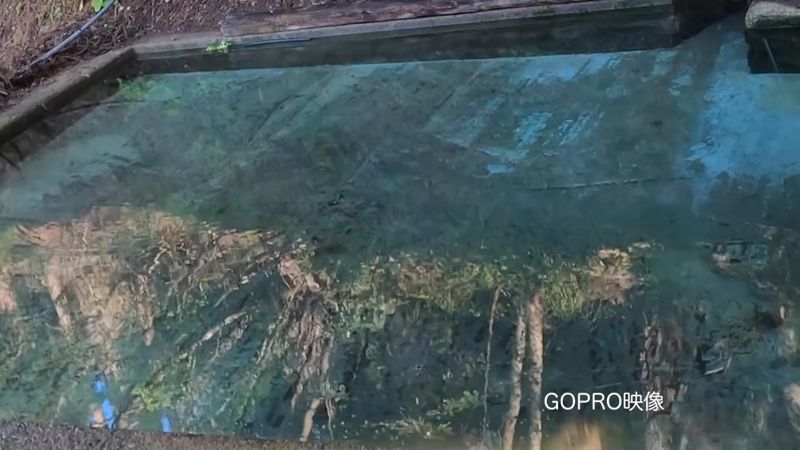 水面に映った山の木々