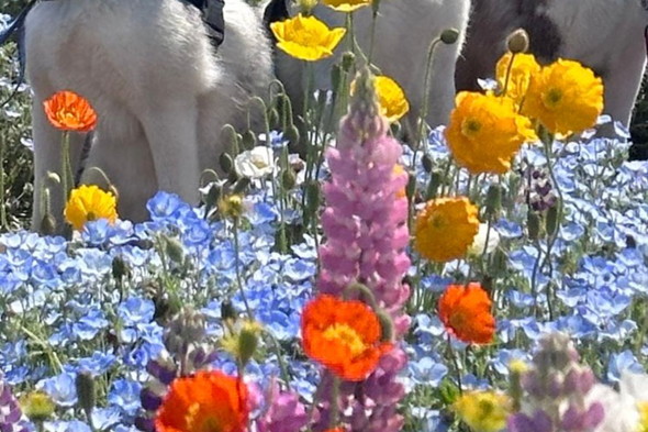 お花畑の犬