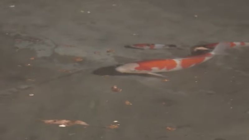 先頭を泳ぐ体の大きい錦鯉とその後に続く小さい錦鯉