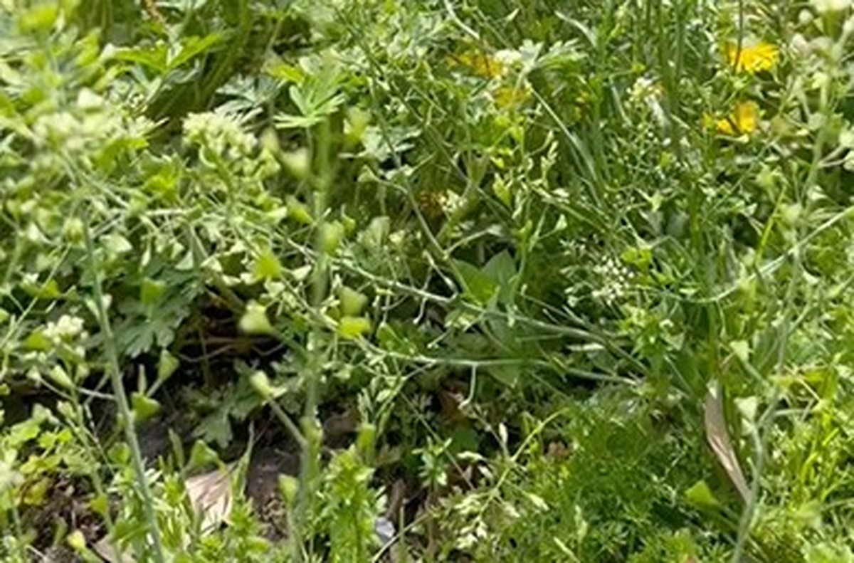「抜いたらあかん」夏の雑草地獄を防ぐ目からウロコの方法が123万再生　「ほおお！知らなかった！」「梅雨入り前にやります」（1/2） | ライフスタイル ねとらぼ