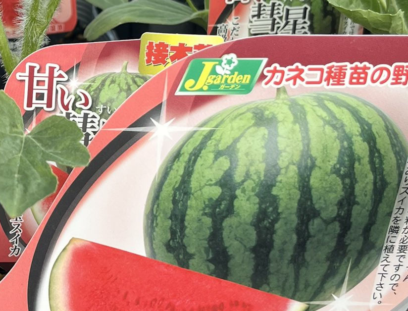 パッと見は普通にスイカの苗。名前は甘い……何？