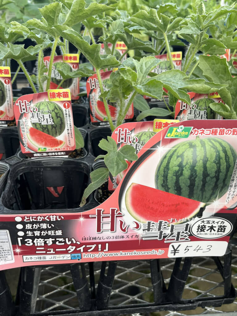 赤い彗星ならぬ「甘い彗星」。染色体が通常の（2倍体ではなく）3倍（体）です