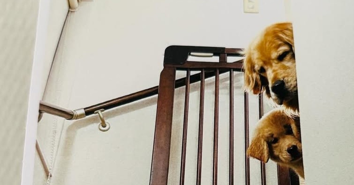 カレンダーに写る5歳差の先住犬と小さな子犬→1年半たつと……「これが、こうなった」　目が離せない2匹の姿に「キュン」「なんだか泣ける」（1/2） | 犬 ねとらぼ