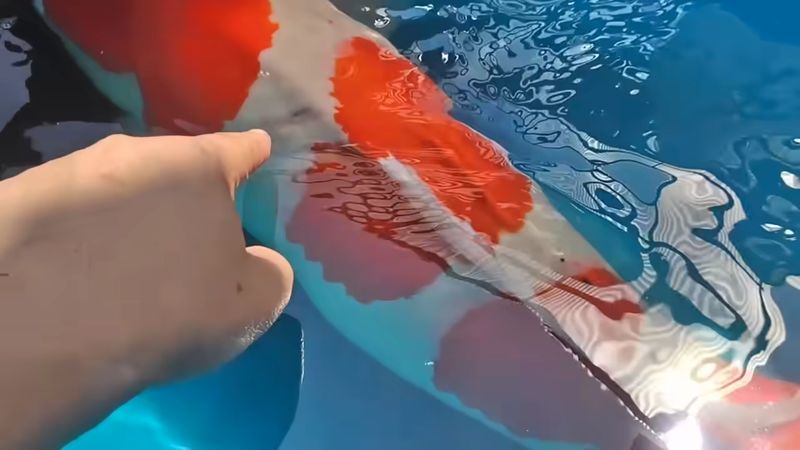 治るか分からんぞ」 深い傷を負った100万円の錦鯉→1カ月後