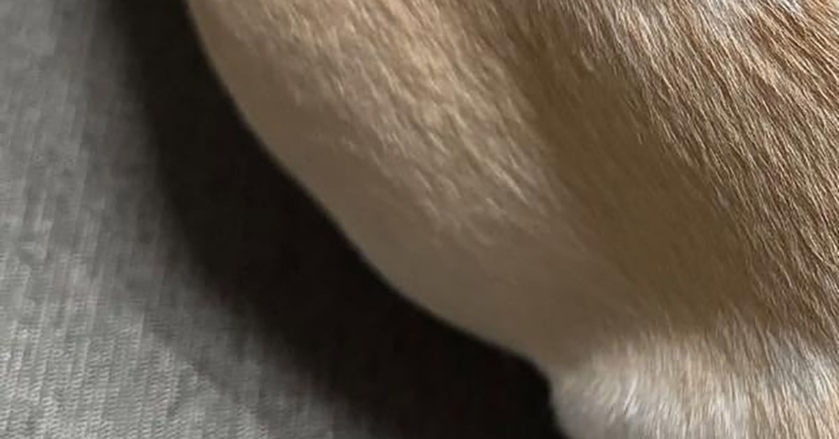 飼い主が長年おいしそうと思っていた“愛犬の背中”　分かる人には分かる光景に「ほんとだ！」「確かに似てる」と反響（1/2） | 犬 ねとらぼ