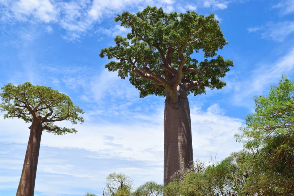 バオバブの木