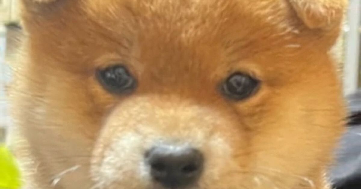 たぬき顔の柴犬かと思いきや、数カ月後……　「あれ？」飼い主も驚きの姿に「な、何があったんだ」「ガチ美人やん」 | 犬 ねとらぼ