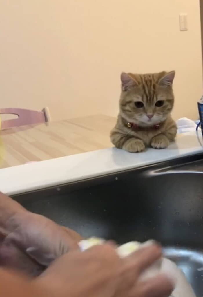 ぷてぃこちゃん！