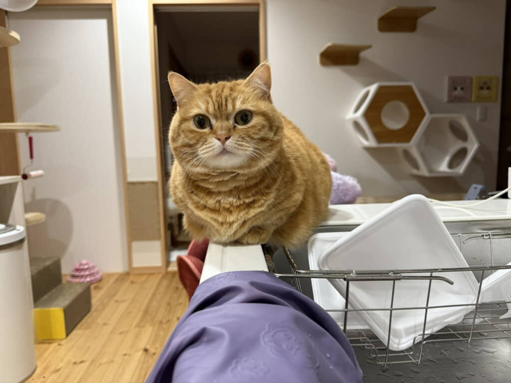 大きくなったぷてぃこちゃん