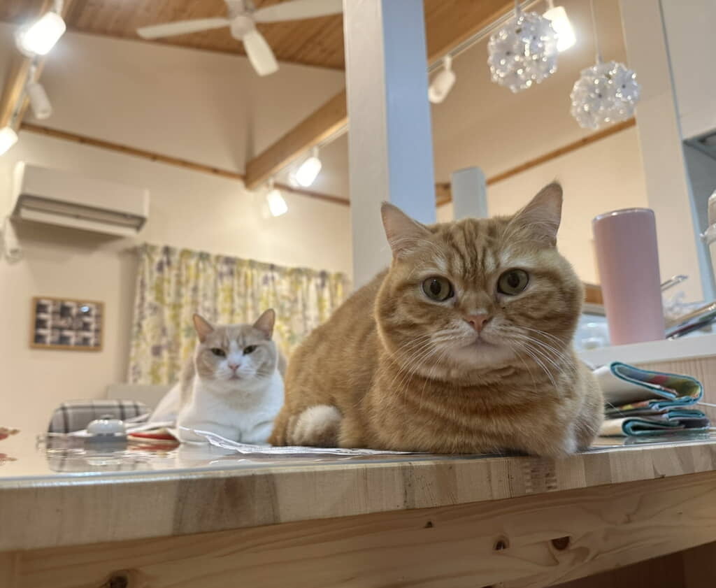 「おやつ待ちで縦列してる」