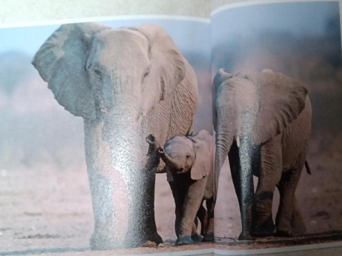 「動物はどんなお話をしていると思いますか」→小1息子の書いた答えは……　身悶えるほどの神回答に「キュン!!!!」「先生丸くれてありがとう」（1/2） | 育児 ねとらぼ