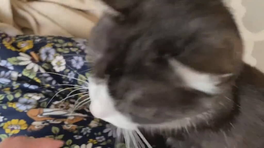 逆側で寝転ぶちくわぶちゃん