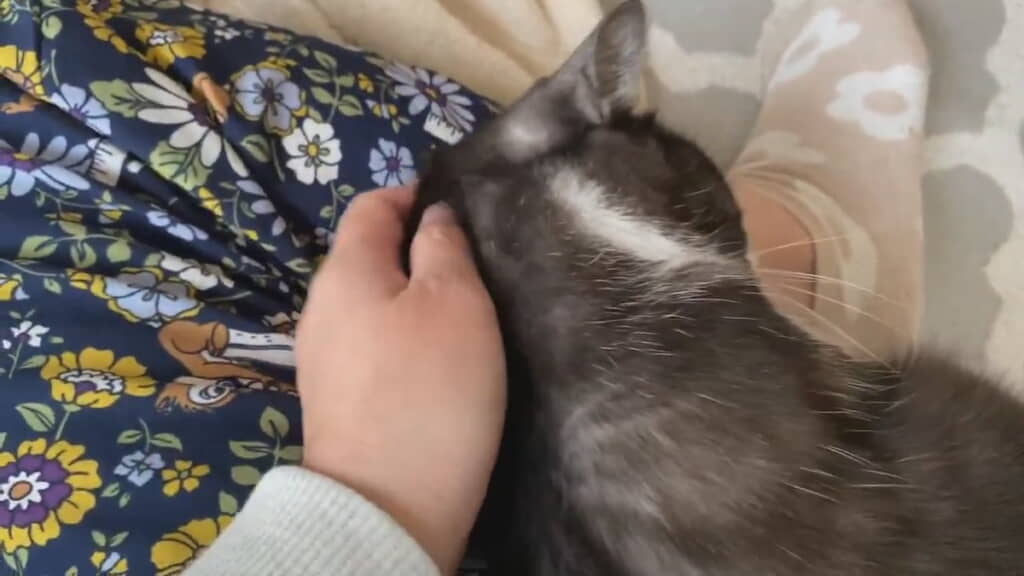 ちくわぶちゃんからなでていると……