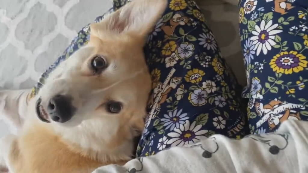 あんずちゃんがこちらをみつめます