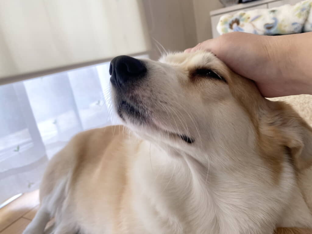 なでられてうれしそうなあんずちゃん