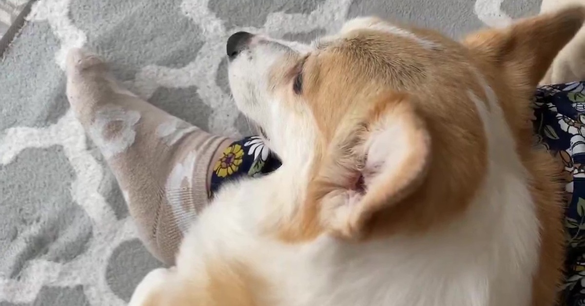 熱心に猫をなでる飼い主、横で寝そべる犬を見ると……「ﾋｯ」　360万再生の衝撃的な表情に「うらやましぃぃぃ」「想像以上に怖かった」（2/2） | 犬 ねとらぼ