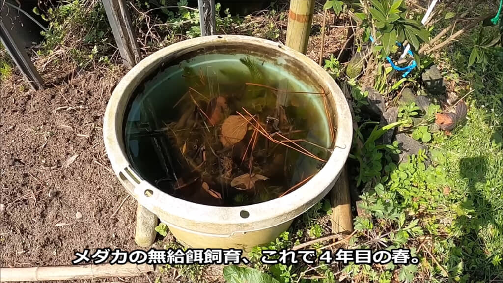 メダカの無給餌飼育を開始して4年目の春がやってきました