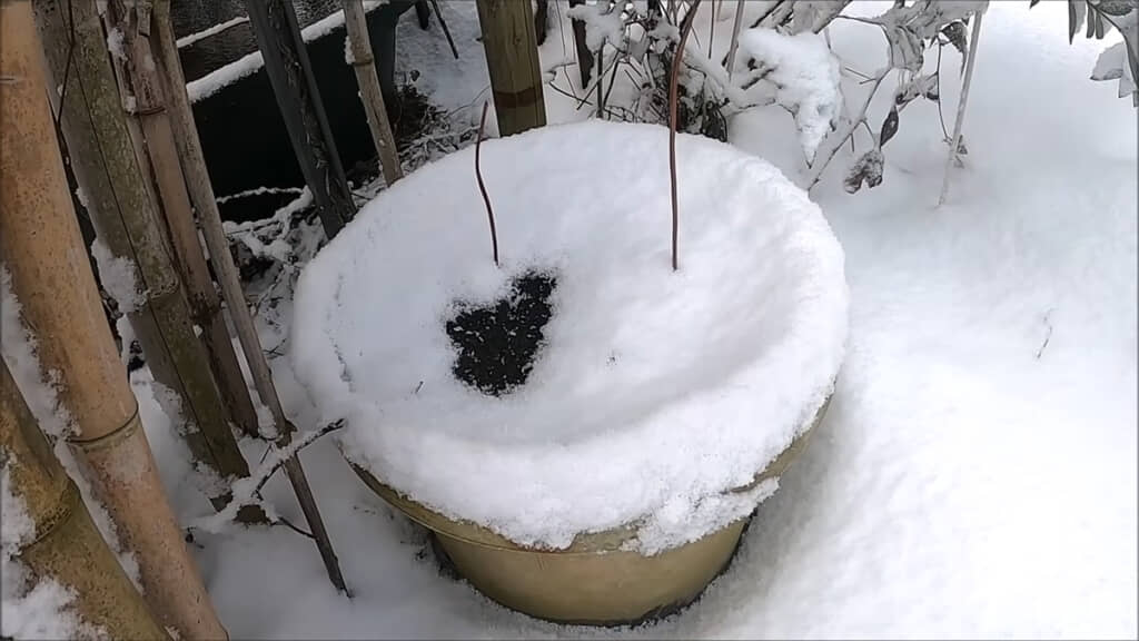 冬にはタライの表面が雪で覆われていましたが